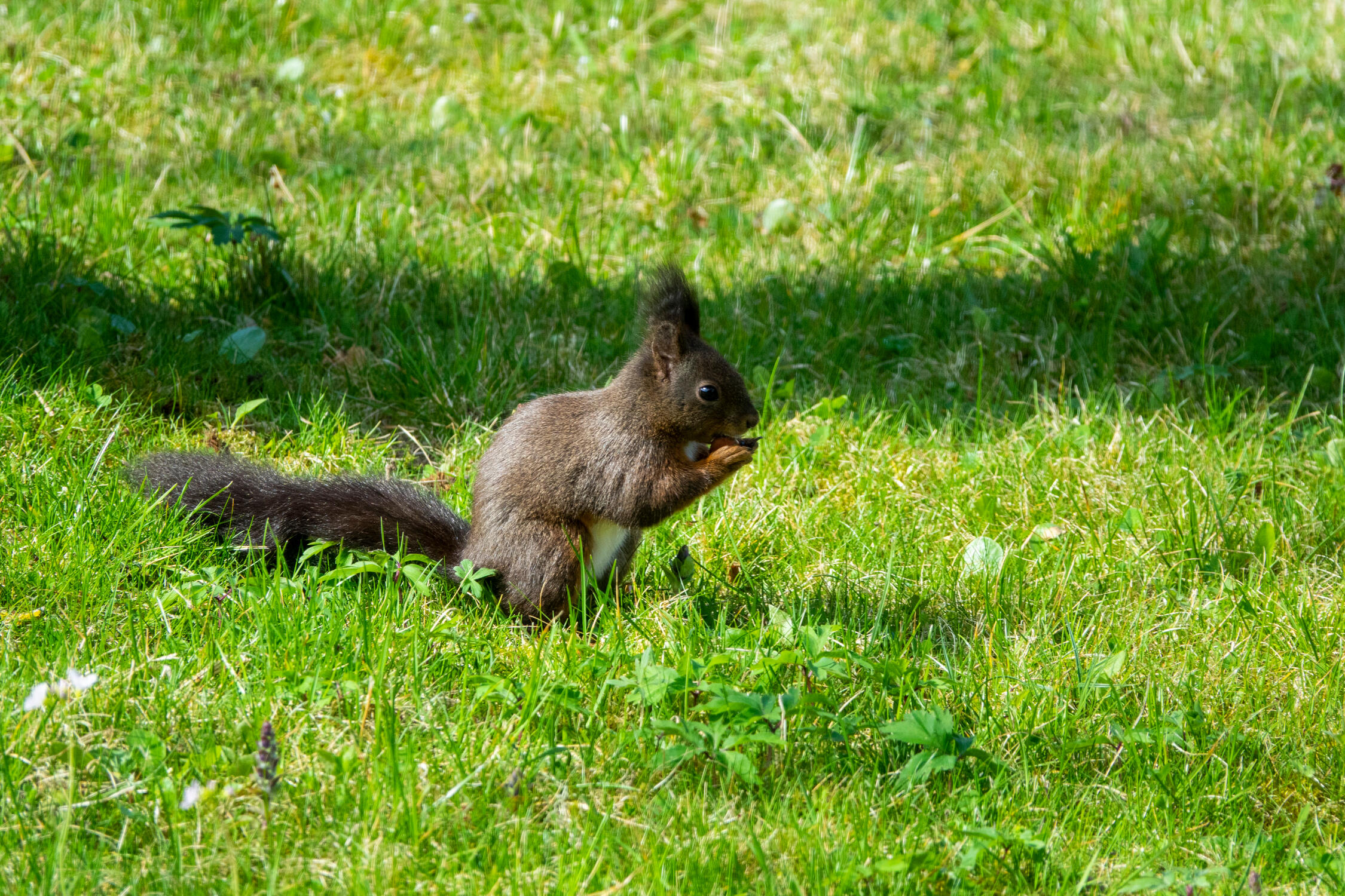 Squirrel - 2020