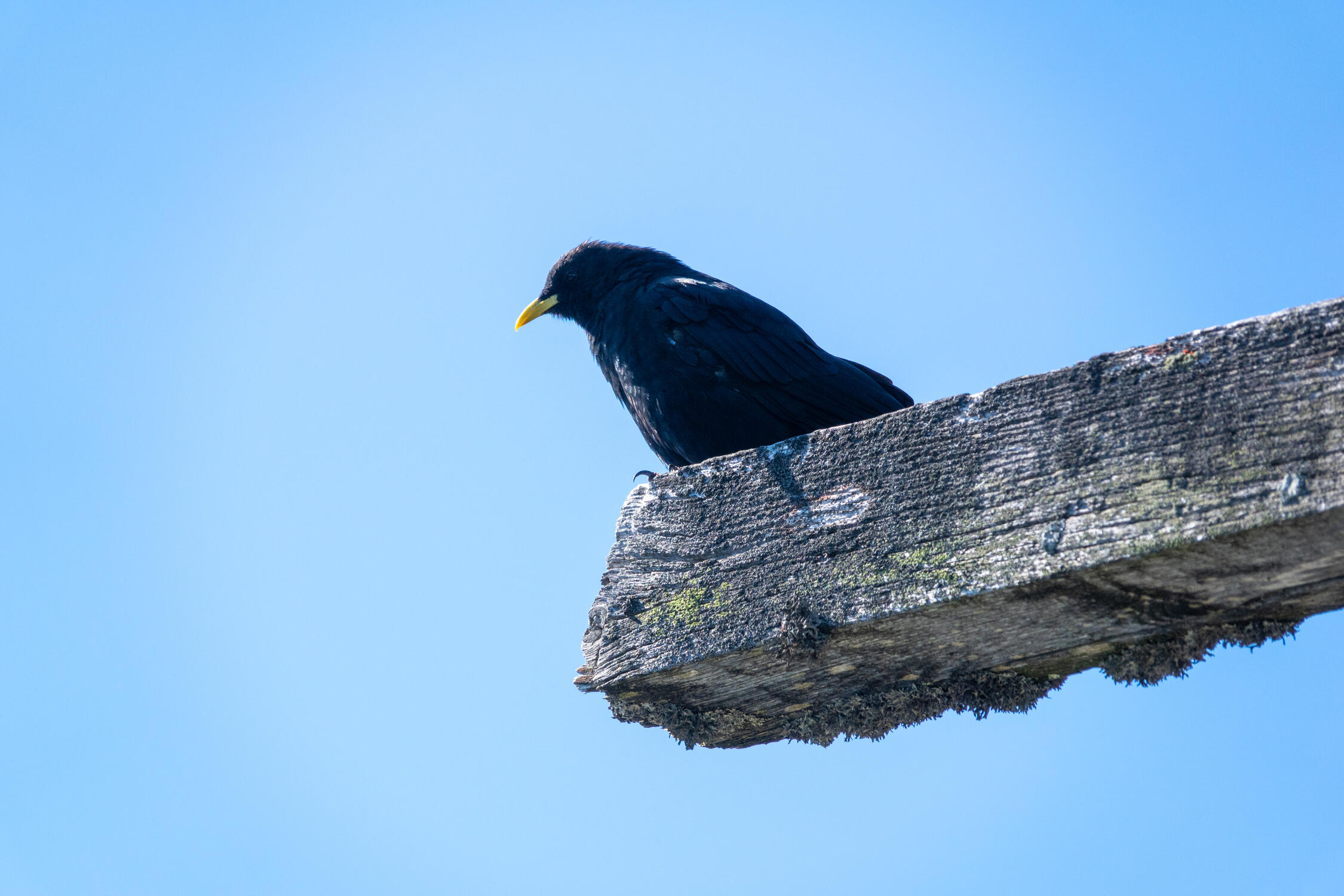 Alpine Chough - 2019